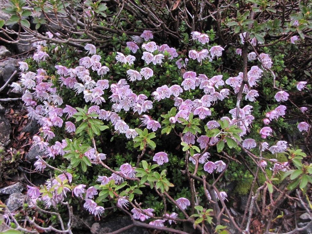 Rhodothamnus chamaecistus / Rododendro cistino